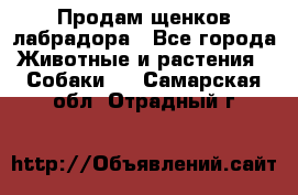 Продам щенков лабрадора - Все города Животные и растения » Собаки   . Самарская обл.,Отрадный г.